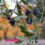 Terrain Agricole de 500 m2 a Foukaia Chott meriem