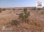 Terrain Agricole Majel Bel Abes à Vendre à Kesserine