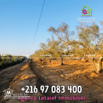Terrain Agricole de 1300 m2  a Foukaia Chott meriem