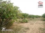 Terrain Agricole Jbeli à Vendre à Kef