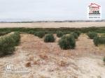 Terrain Agricole Jbeli à Vendre à Kef