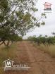 Terrain Agricole Jbeli à Vendre à Kef