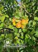 Ferme Productive 15 Hectares A Tebourba