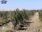 Ferme Productive 15 Hectares A Tebourba
