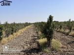 Ferme Productive 15 Hectares A Tebourba