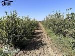 Ferme Productive 15 Hectares A Tebourba