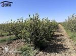 Ferme Productive 15 Hectares A Tebourba