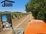 Ferme Productive 15 Hectares A Tebourba