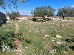 Terrain à vendre à Téboulba (الشراقي)