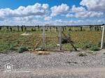Un terrain clôturé de 1000 m² à vendre à Hammamet Sud 51355351