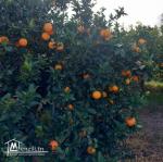 ferme d orange