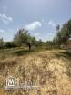 Terrain avec oliviers Somaa