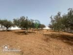 À vendre Terrain agricole de 1040m² Route Somaa Nabeul.