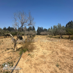 Terrain de 8000 m² clôturé a vendre à chott meriem