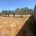 Terrain de 8000 m² clôturé a vendre à chott meriem