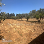 Terrain de 8000 m² clôturé a vendre à chott meriem