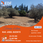 A Vendre Terrain d'olives à Ras Jebel