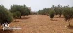 Terrain de 4800 m² à vendre à Sidi Mtir 51355351