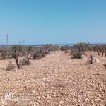 Terrain de 1282 m² à Hammamet Sud à vendre 51355351