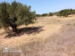 Terrain de 1000 m² à Hammamet Sud à vendre à 60 MD 51355351