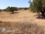 Terrain de 1000 m² à Hammamet Sud à vendre à 60 MD 51355351