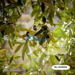 3 hectar Terrain agricole a vendre a Kairouan