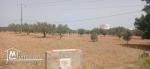Terrain de 4800 m² à Sidi Mtir à vendre à 270 MD 51355351