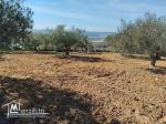 Un terrain de 1688 m² à vendre à Hammamet sud 51355351