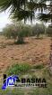 Un terrain agricole à vendre située à kalaa kbira en derrière mall sousse