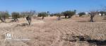 Terrain 2260 m2 à Menzel BEN HAMMOUDA -   منزل بن حمودة Jaabira- Djerba.