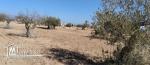 Terrain 2260 m2 à Menzel BEN HAMMOUDA -   منزل بن حمودة Jaabira- Djerba.
