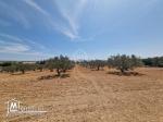 Terrain de 1000 m² à vendre à 200 MD à Hammamet Sud 51355351