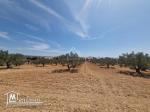 Terrain de 1000 m² à vendre à 200 MD à Hammamet Sud 51355351