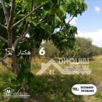 سانية 6 هكتارات للبيع بالقيروان – ferme 6 hectar a vendre a kairouan