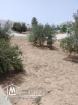 ارض بها اشجار زيتون وصالحة للبناء  جرجيس