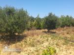 À VENDRE | Terrain Agricole et Constructible à Hammem Jebli – Kélibia
