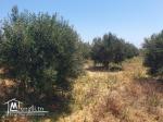 À VENDRE | Terrain Agricole et Constructible à Hammem Jebli – Kélibia