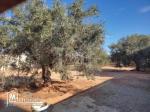 Terrain clôturé de 876 m² à Hammamet Sud à vendre 51355351