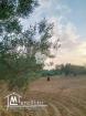 A vendre  Terrain agricole à Bekalta – Chaibat