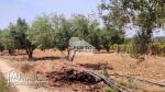 A vendre  Terrain agricole à Bekalta – Chaibat