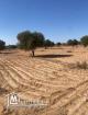 Terrain Agricole 11 000 m² avec 50 Oliviers