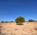 Terrain Agricole 11 000 m² avec 50 Oliviers