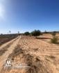 Terrain Agricole 11 000 m² avec 50 Oliviers