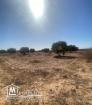 Terrain Agricole 11 000 m² avec 50 Oliviers