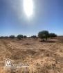 Terrain Agricole 11 000 m² avec 50 Oliviers