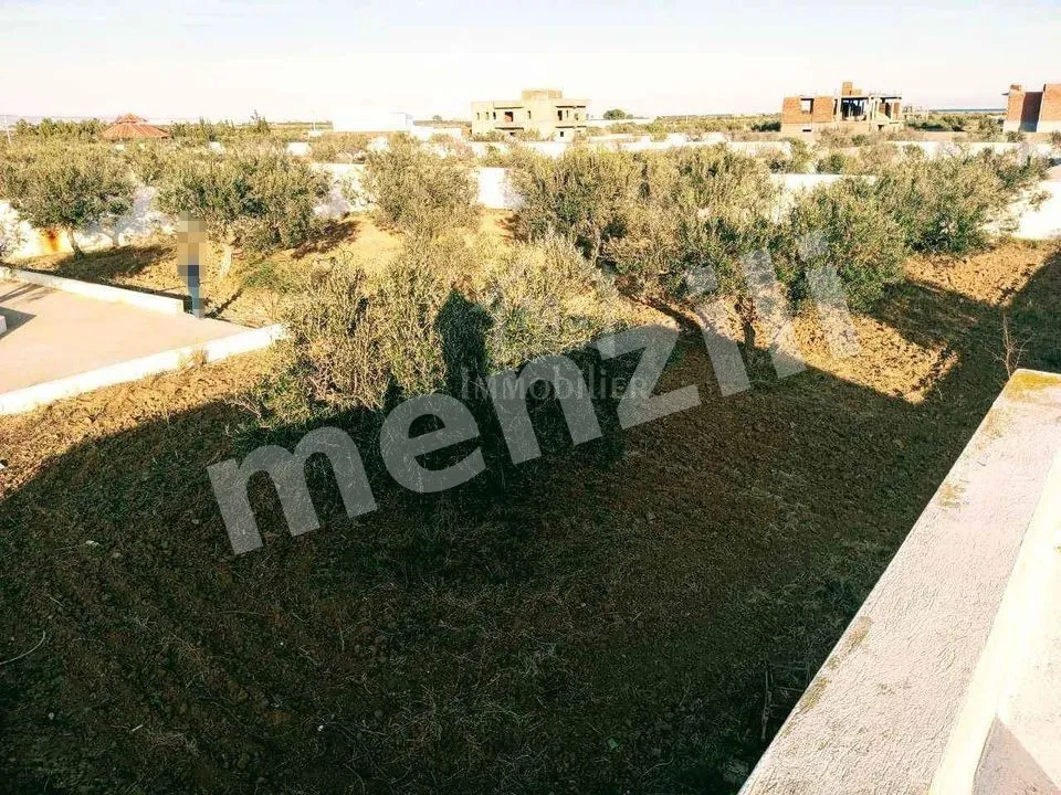 À vendre – Terrain de 2 100 m² avec oliviers et studio à Hammamet Sud